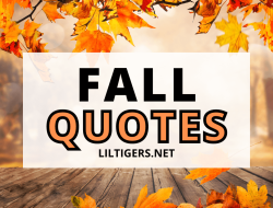 Best Video Conference Software For Seamless Meetings