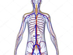 Body Candy Shop Exploring Sweet Body Adornments